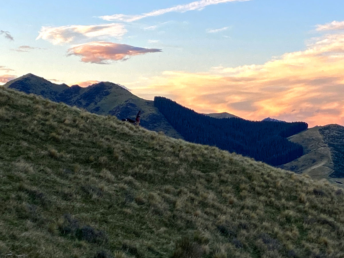 New Zealand farmland